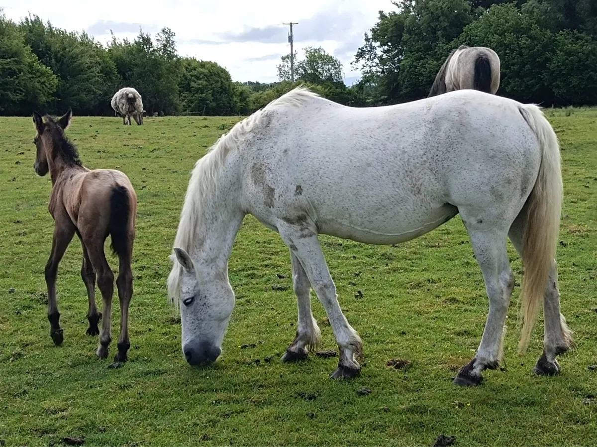 Connemara mare and foal - Image 3