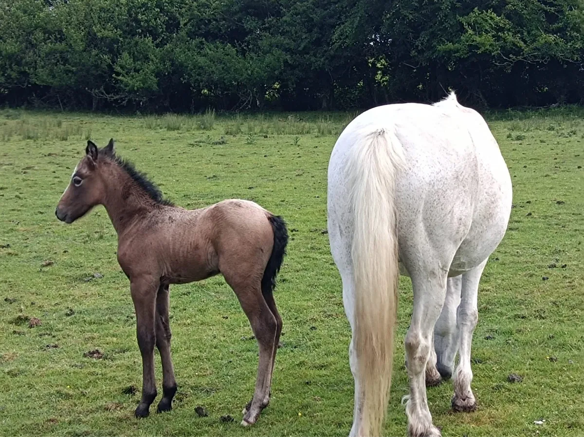 Connemara mare and foal - Image 4