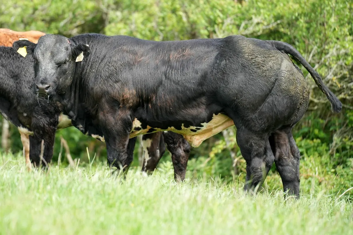 Weanlings for Manorhamilton Mart Monday 2nd June - Image 2