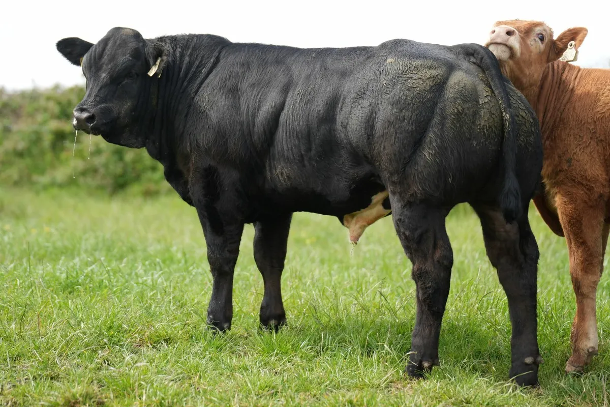 Weanlings for Manorhamilton Mart Monday 2nd June - Image 4