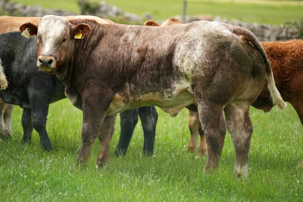Weanlings for Manorhamilton Mart Monday 2nd June - Image 1