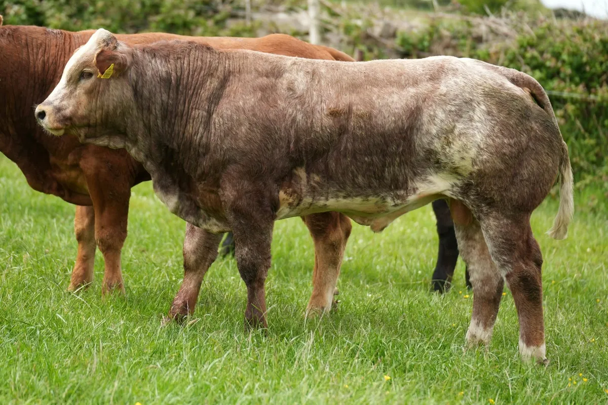 Weanlings for Manorhamilton Mart Monday 2nd June - Image 3