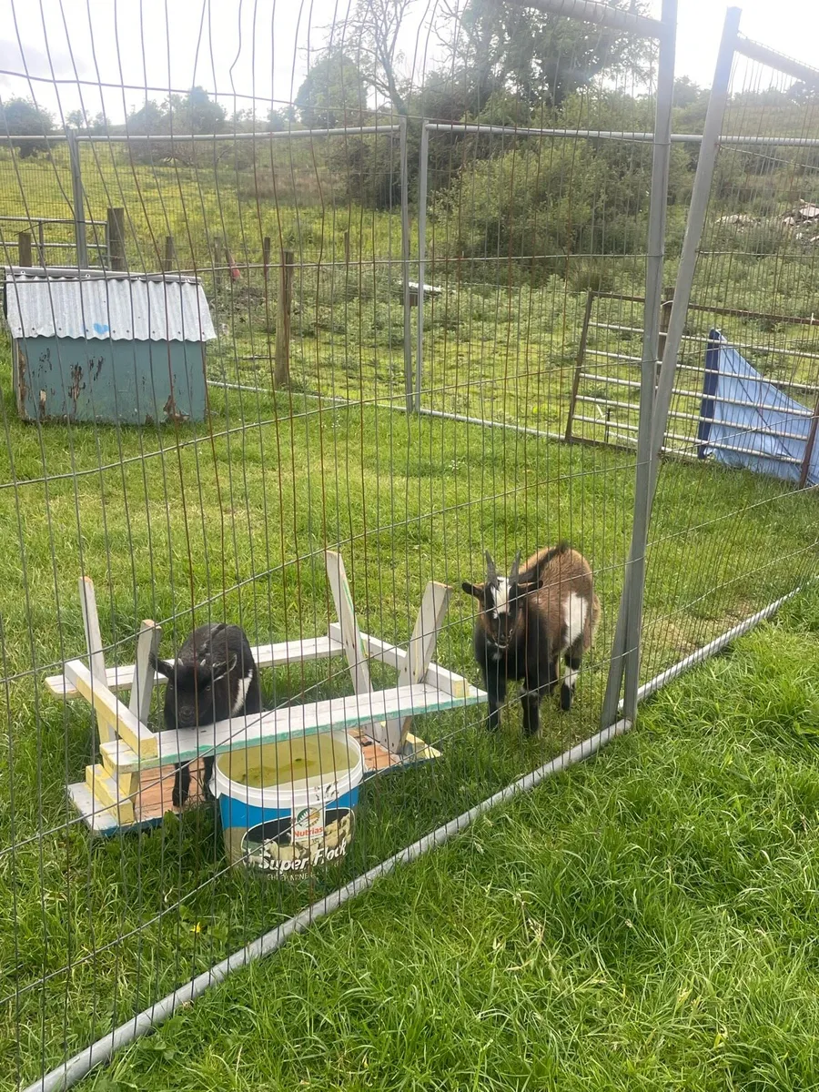 Pigmy breeding pair - Image 1