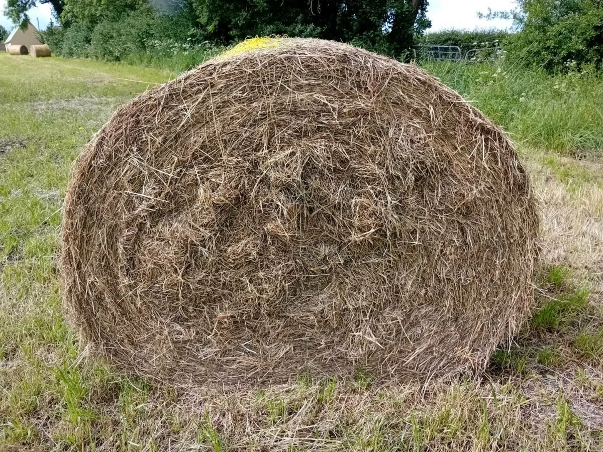 Hay - Image 1