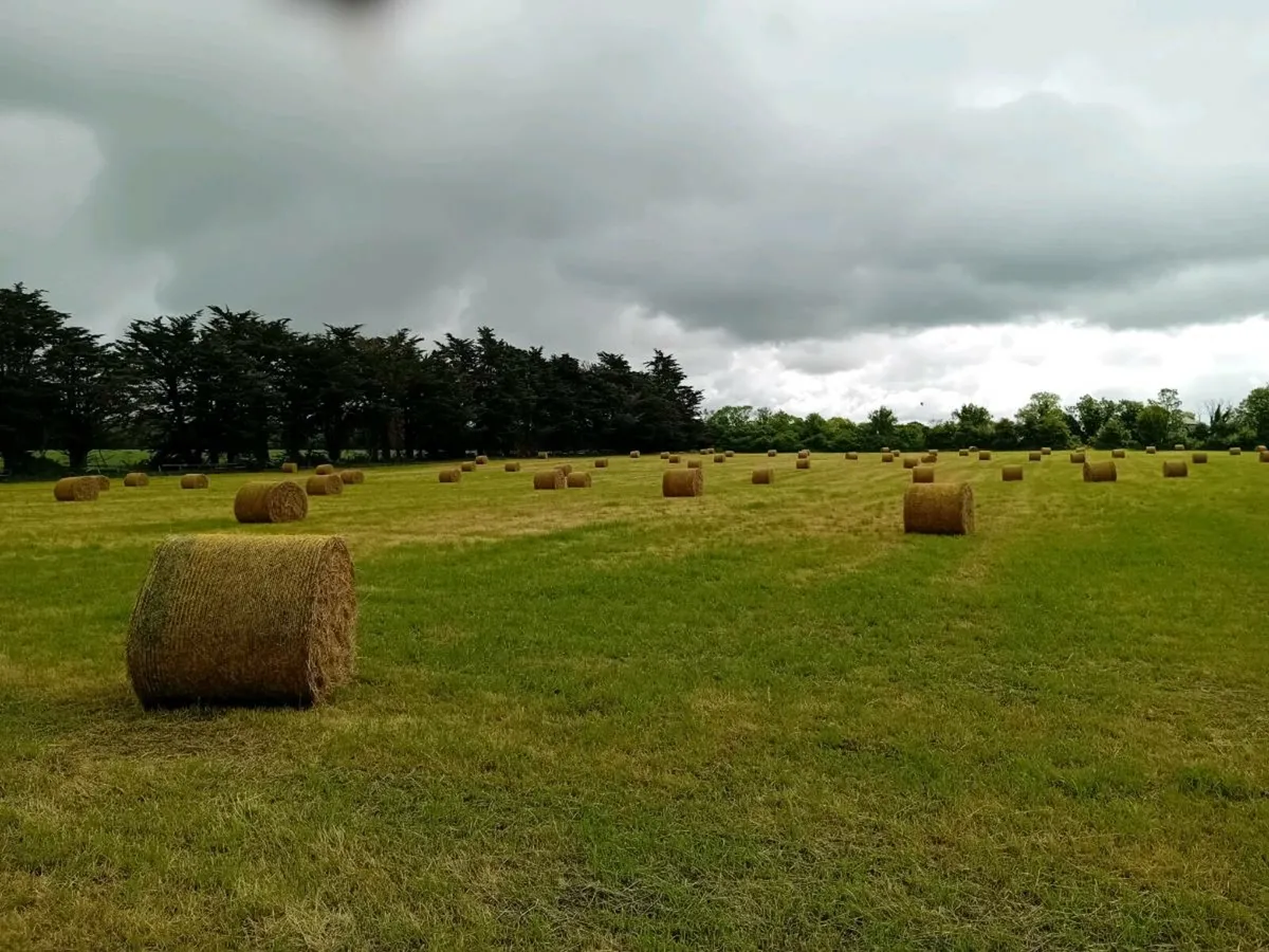 Hay - Image 2