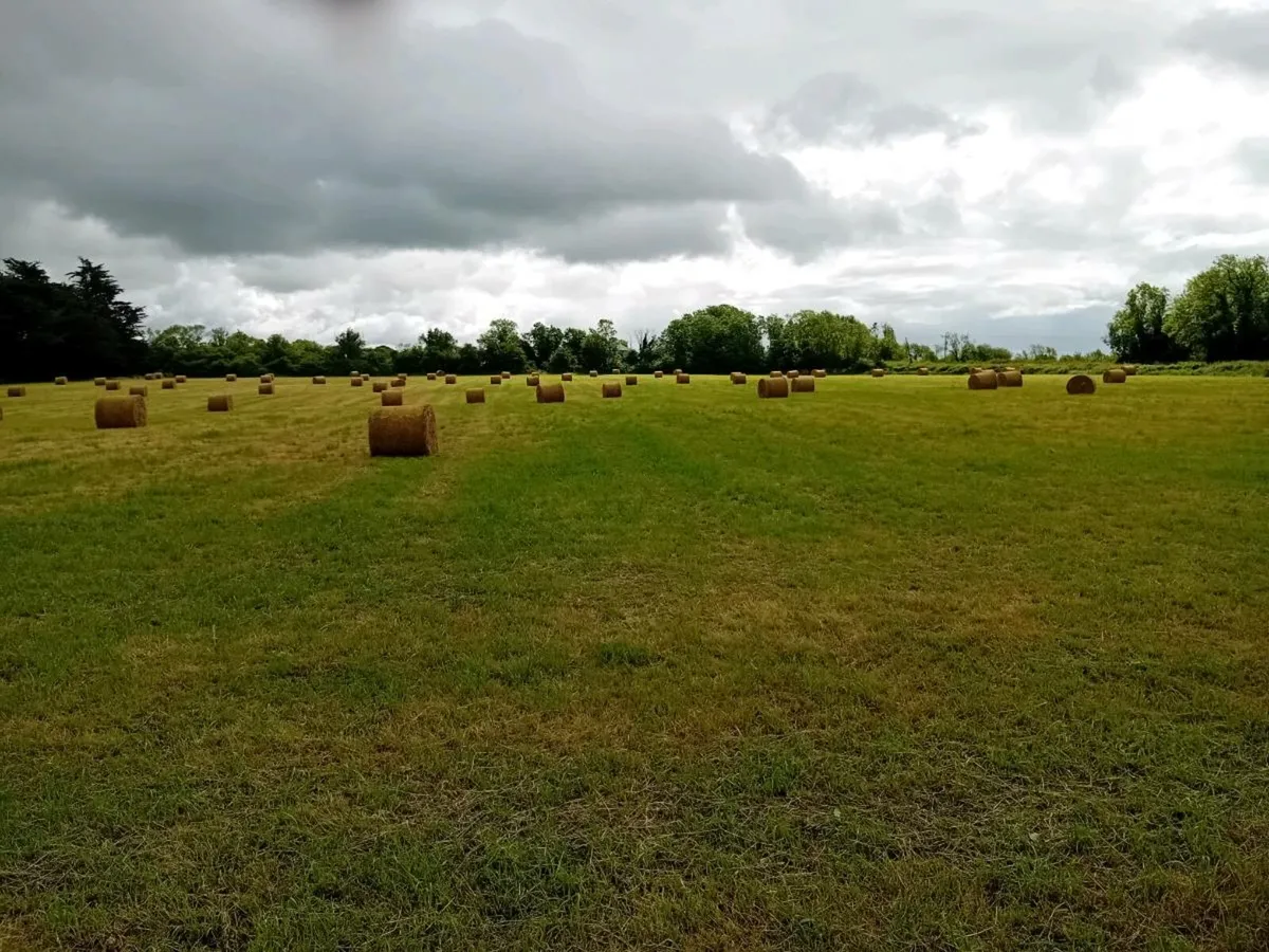 Hay - Image 3