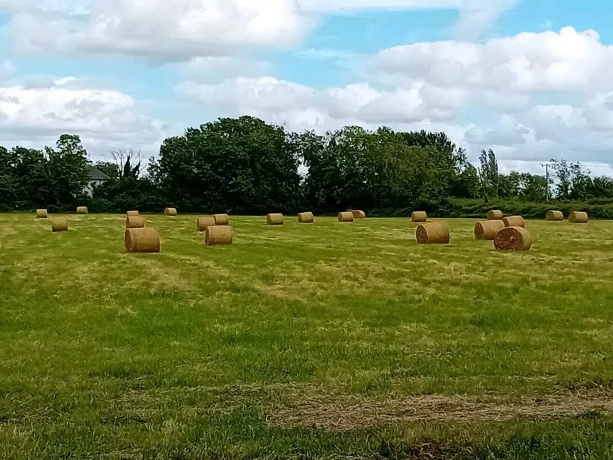 Hay - Image 4