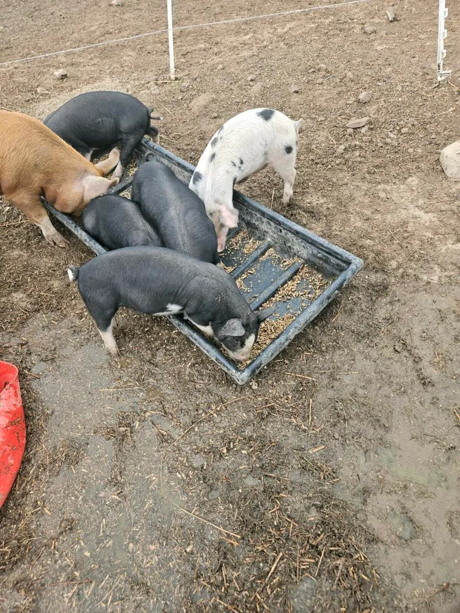 Organic pigs - Image 1