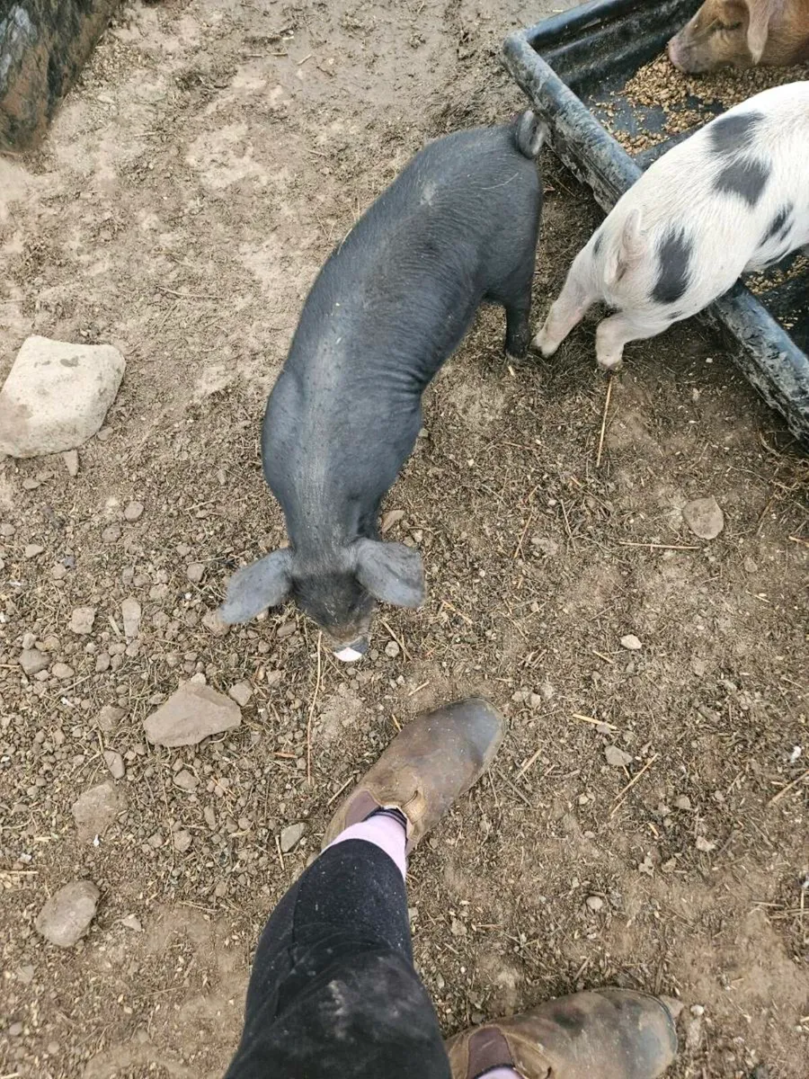 Organic pigs - Image 2