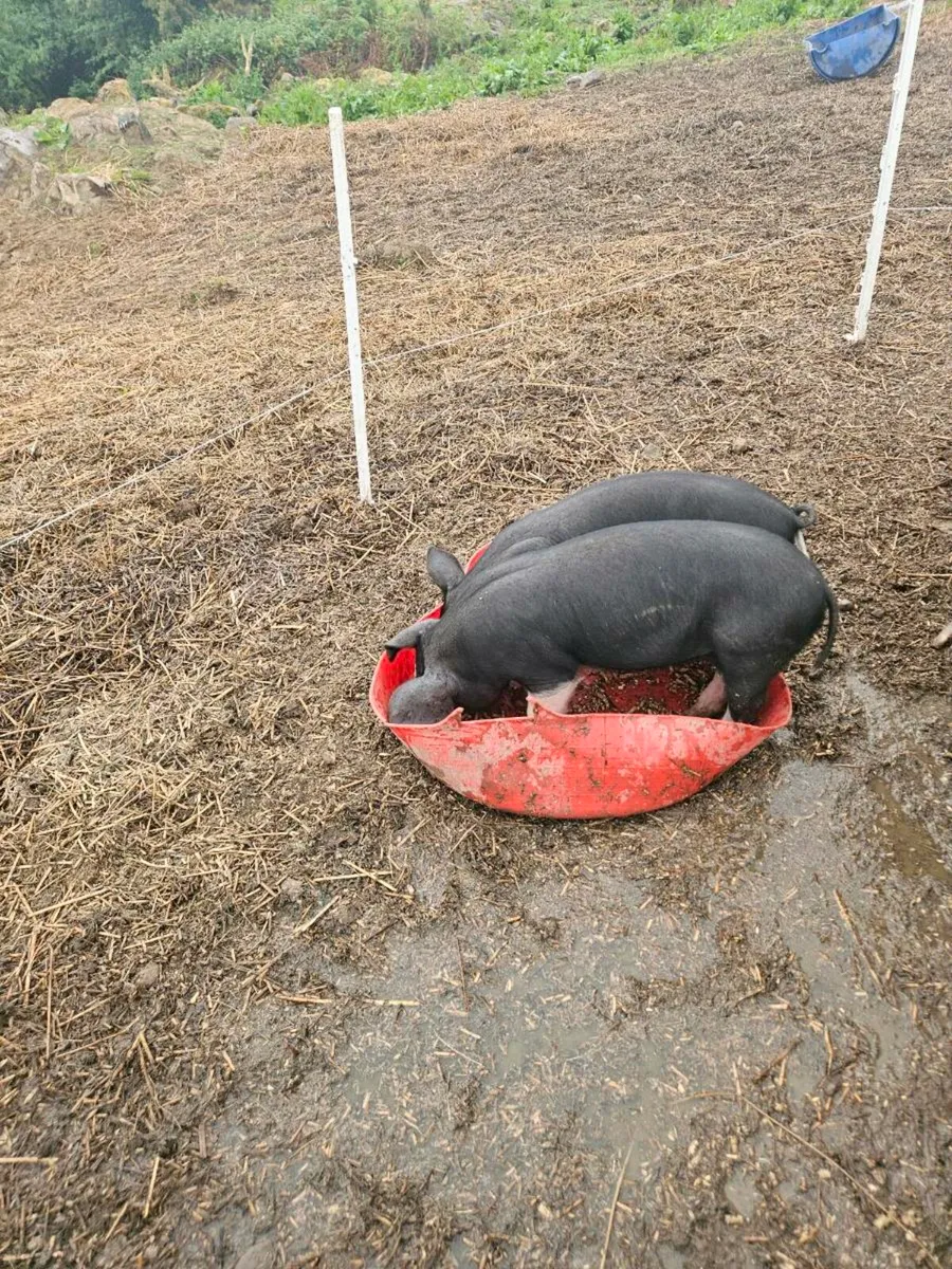 Organic pigs - Image 3