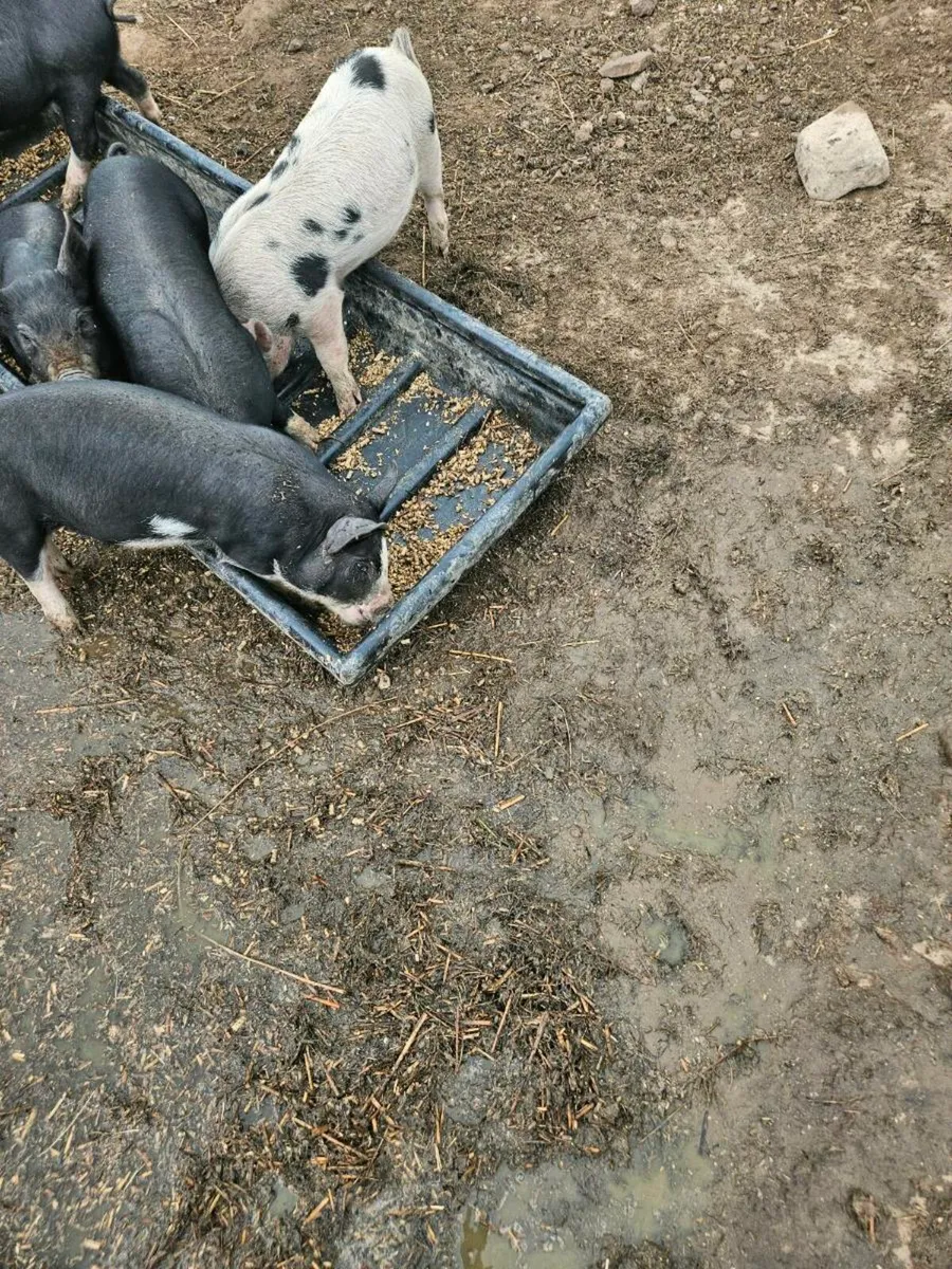 Organic pigs - Image 4