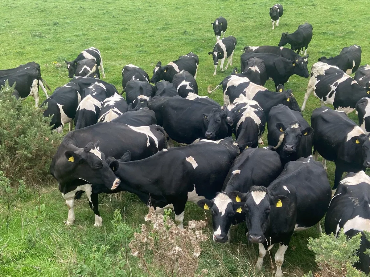 MILKER