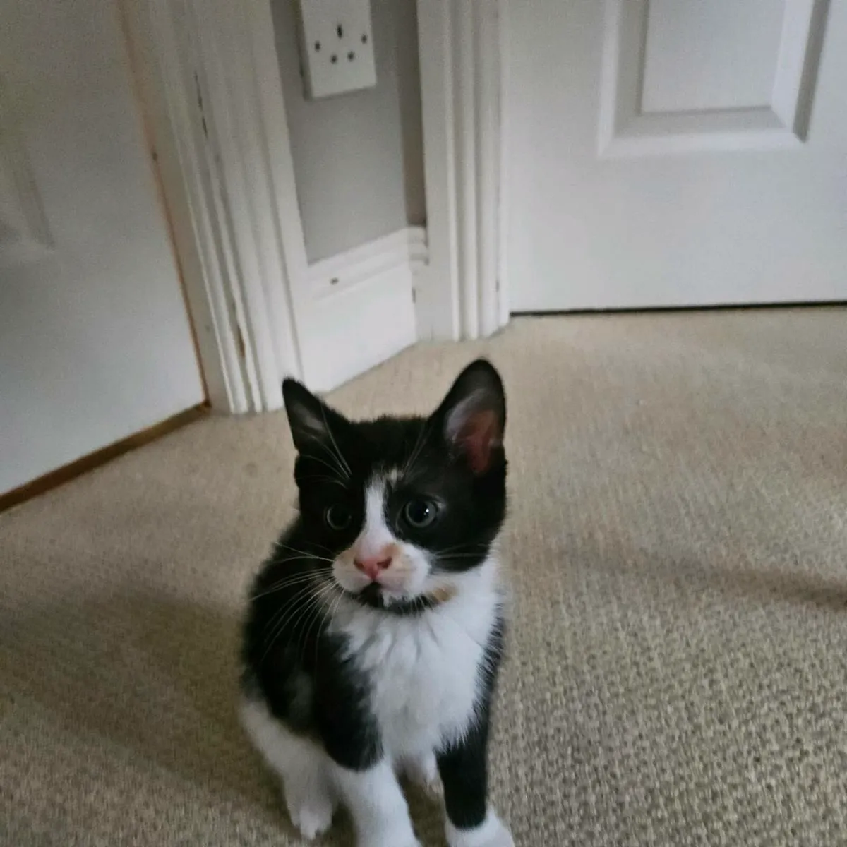 Calico Kitten - Image 1