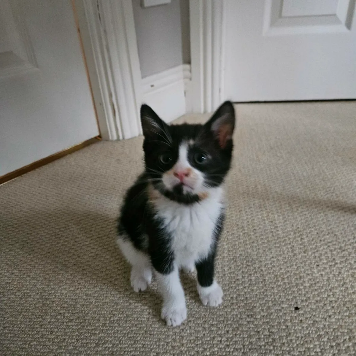 Calico Kitten - Image 2