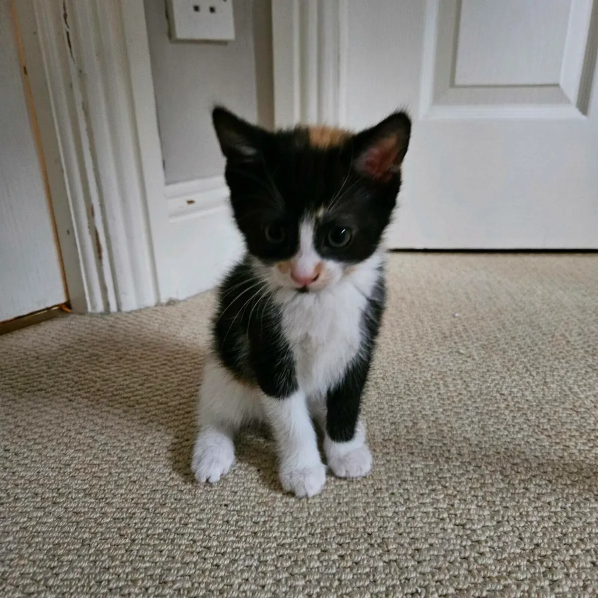 Calico Kitten - Image 3