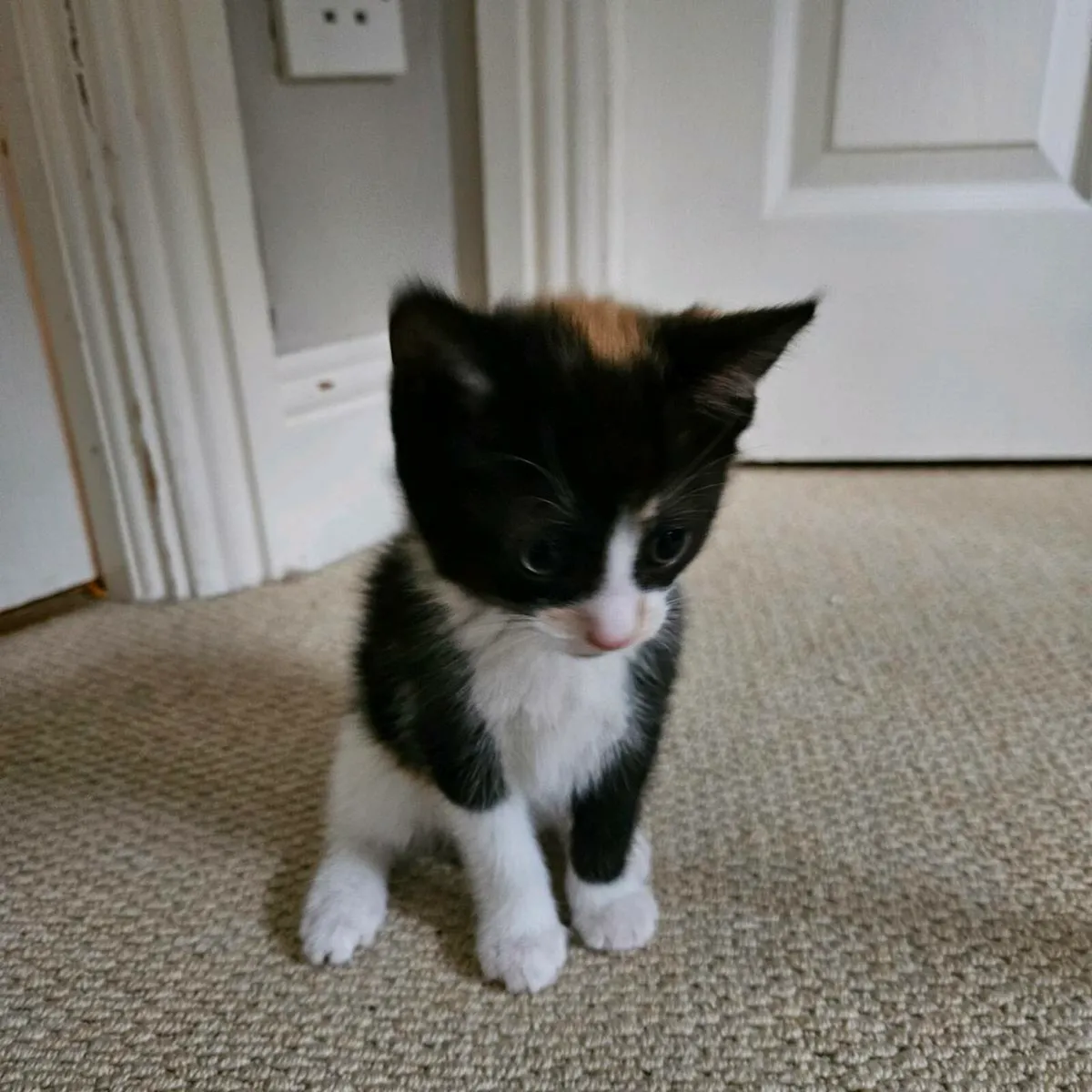 Calico Kitten - Image 4
