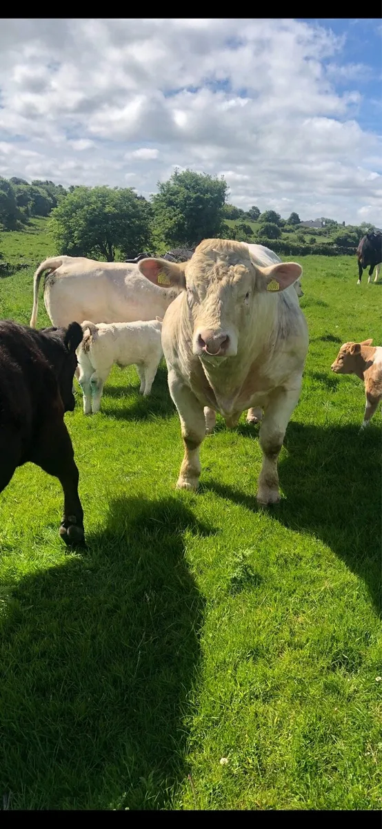 PBR Charolais Bull - Image 1