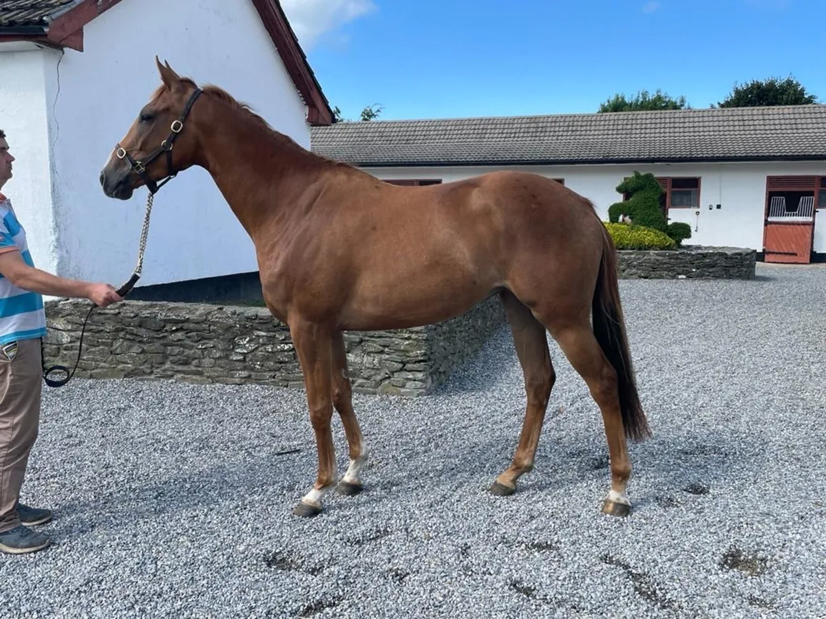 No Risk at All Filly