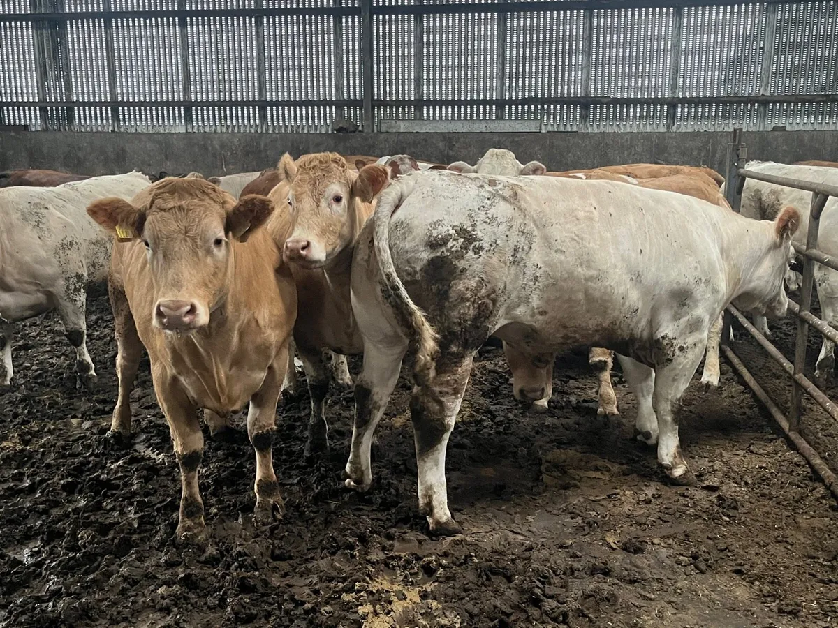 Beef heifers and bulls - Image 1