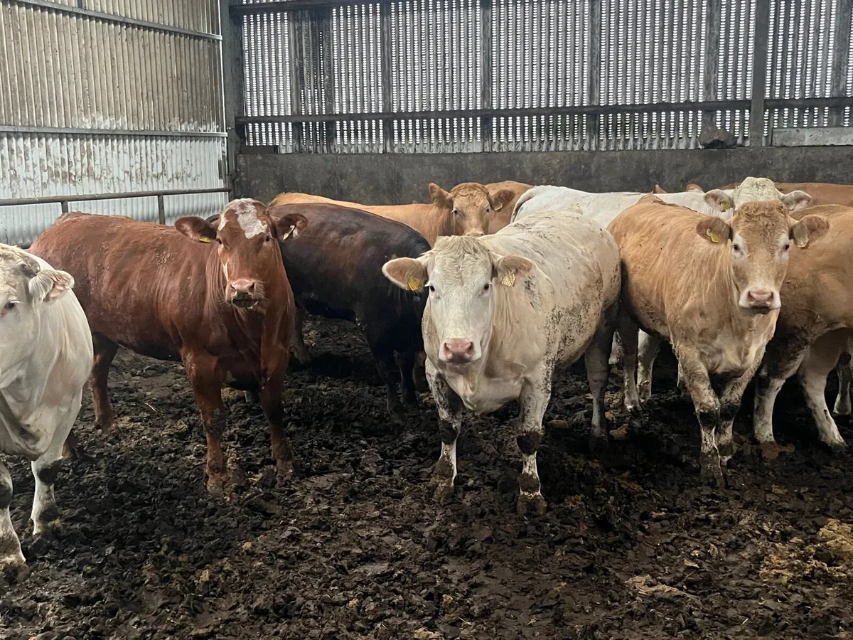 Beef heifers and bulls - Image 3