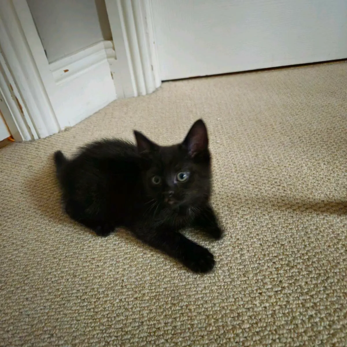 Kittens - Image 1