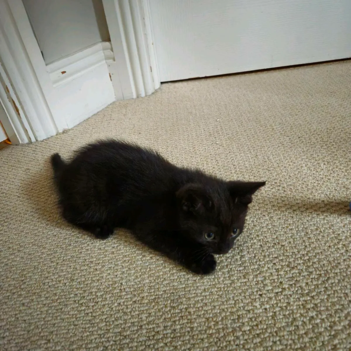Kittens - Image 2