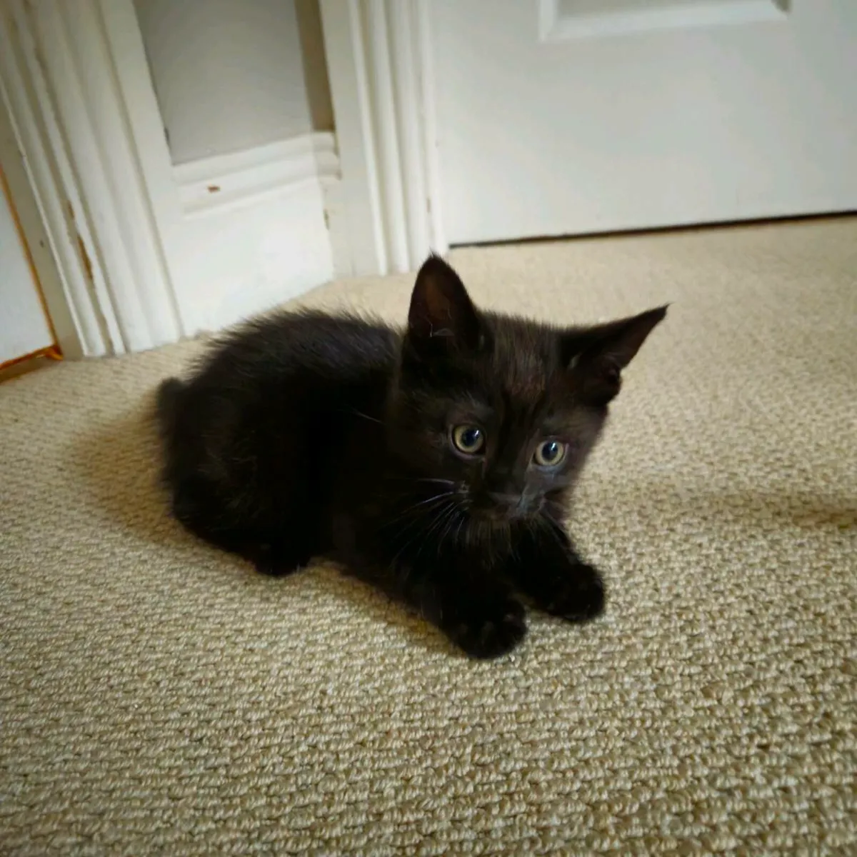 Kittens - Image 4