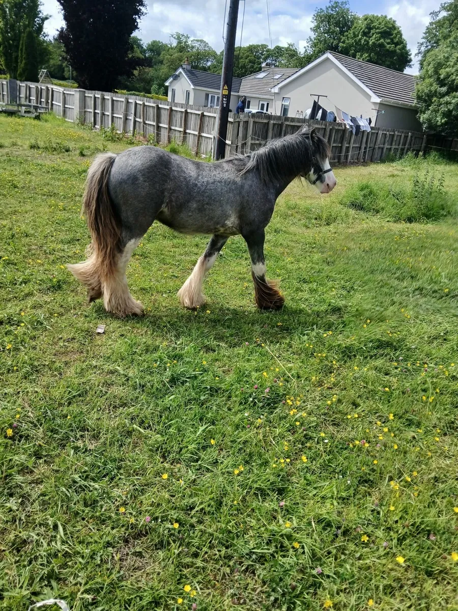 Colt foal - Image 2