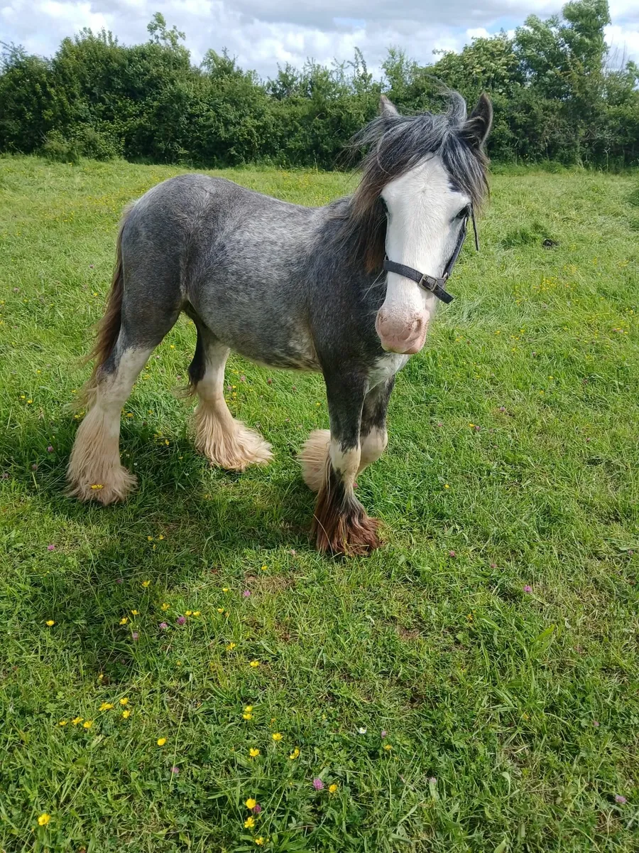 Colt foal - Image 1