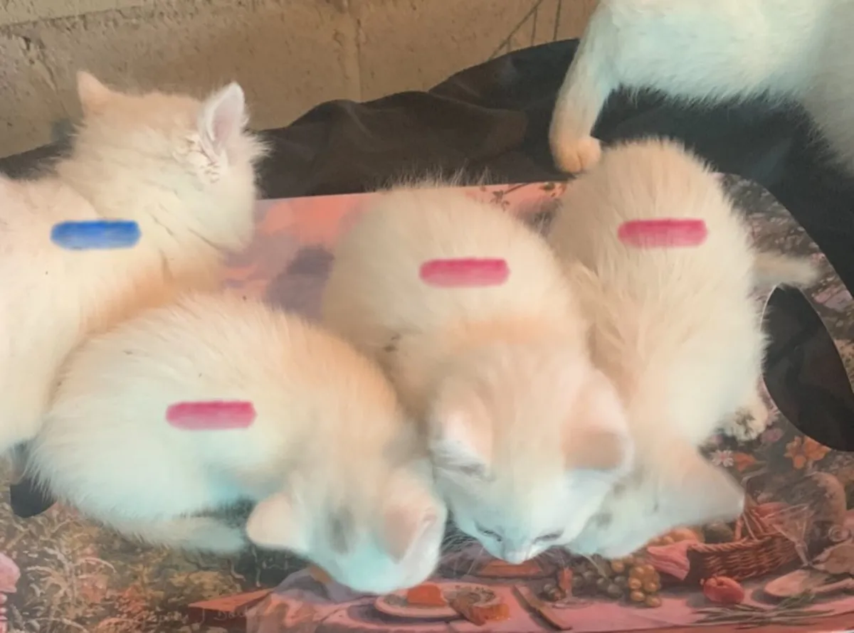 Kittens - Image 2