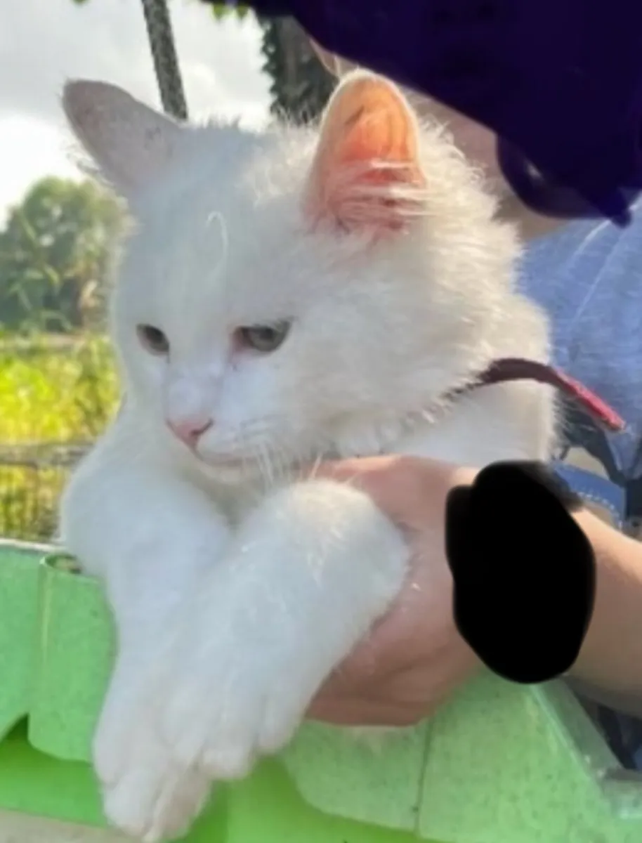 Kittens - Image 1
