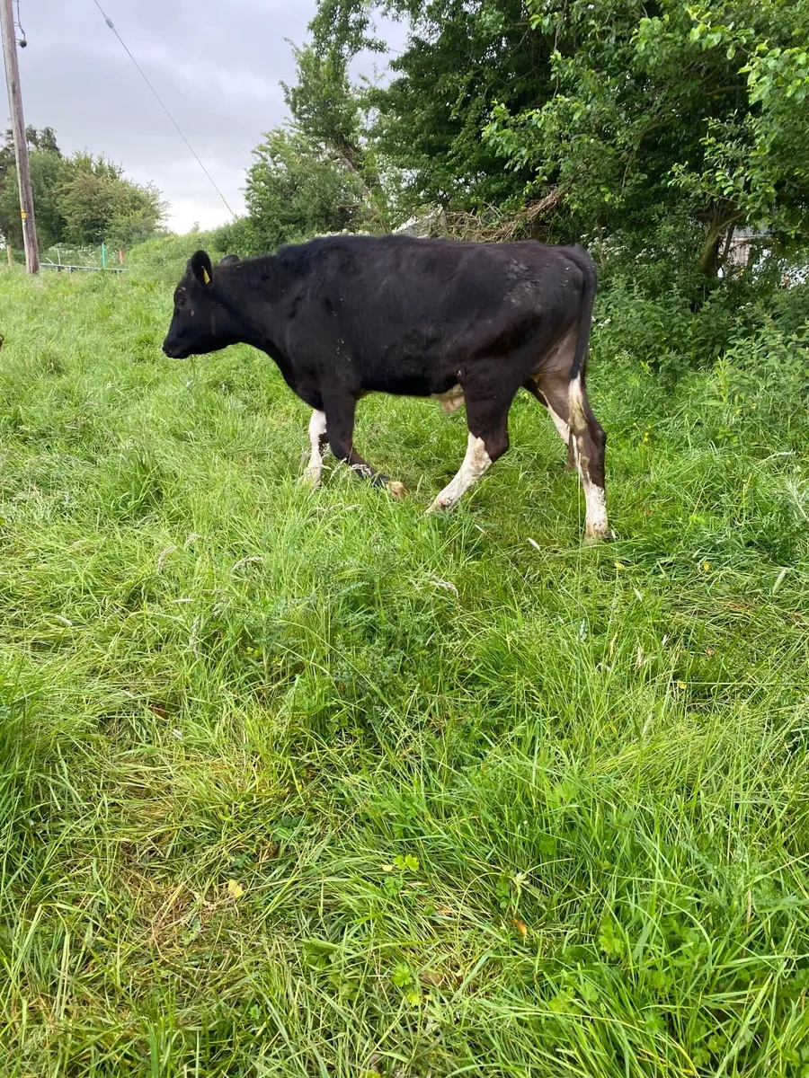 Friesian bullocks - Image 1