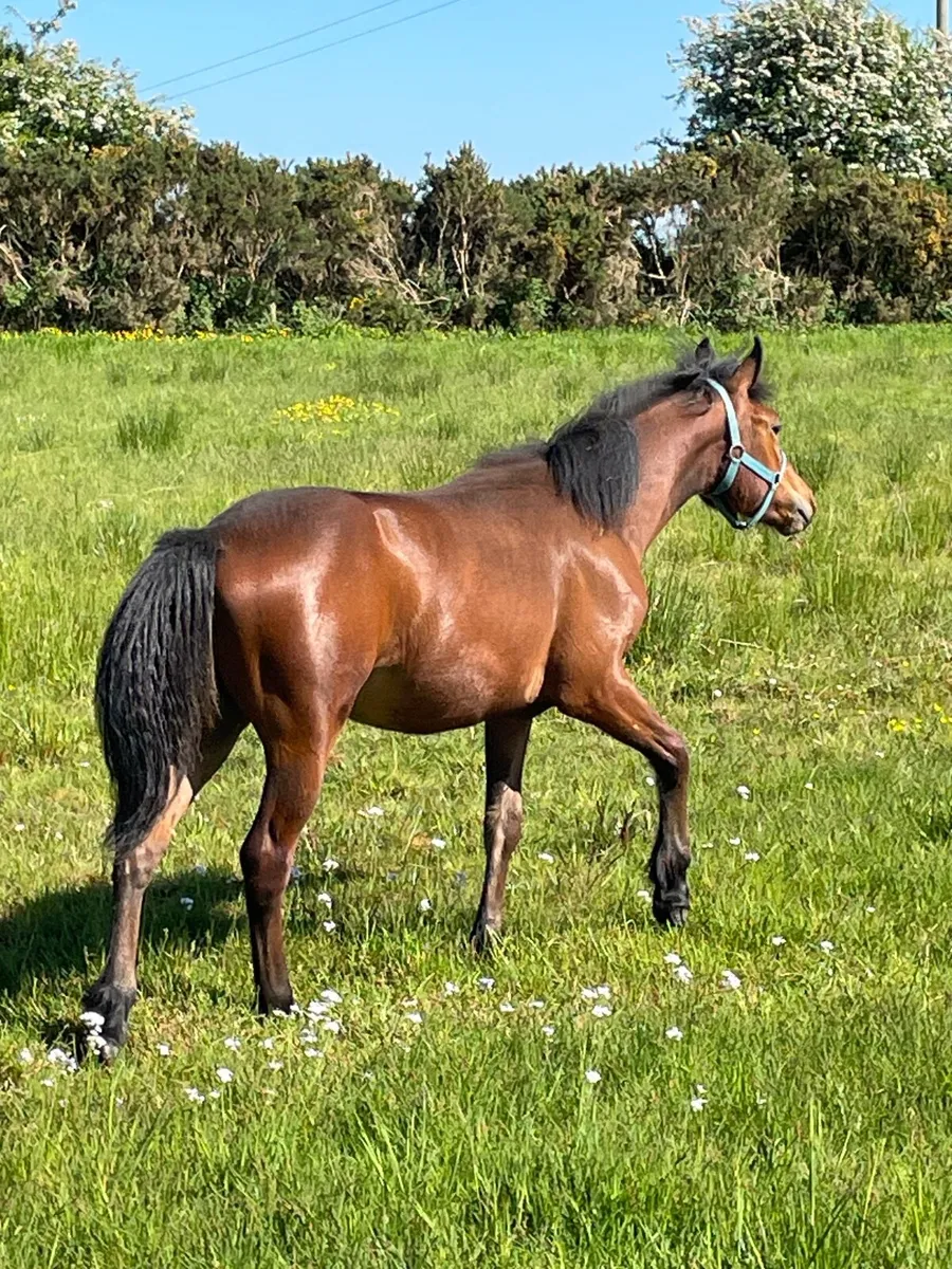 Connemara pony