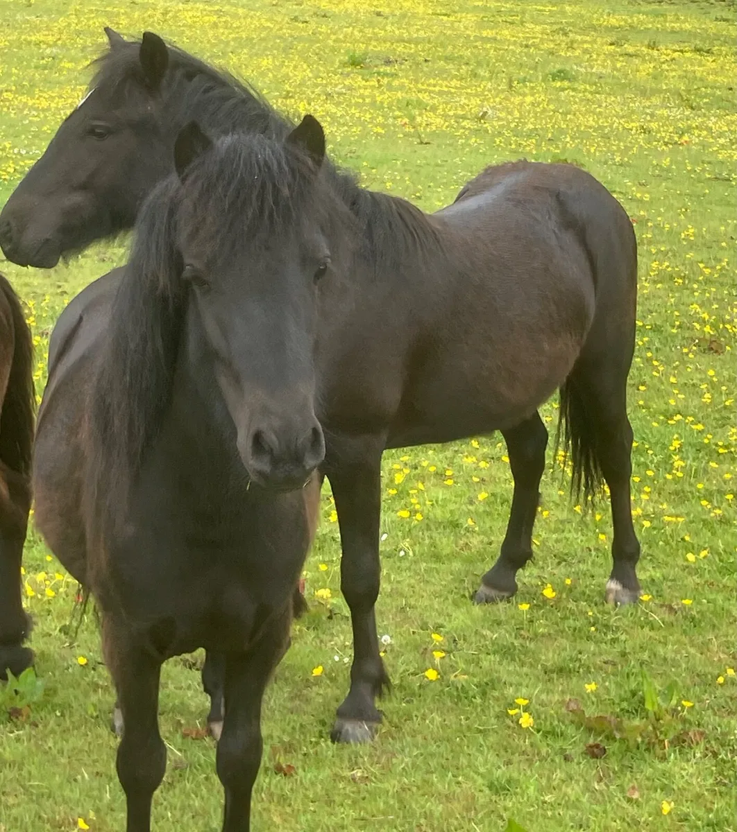 Ponies - Image 1