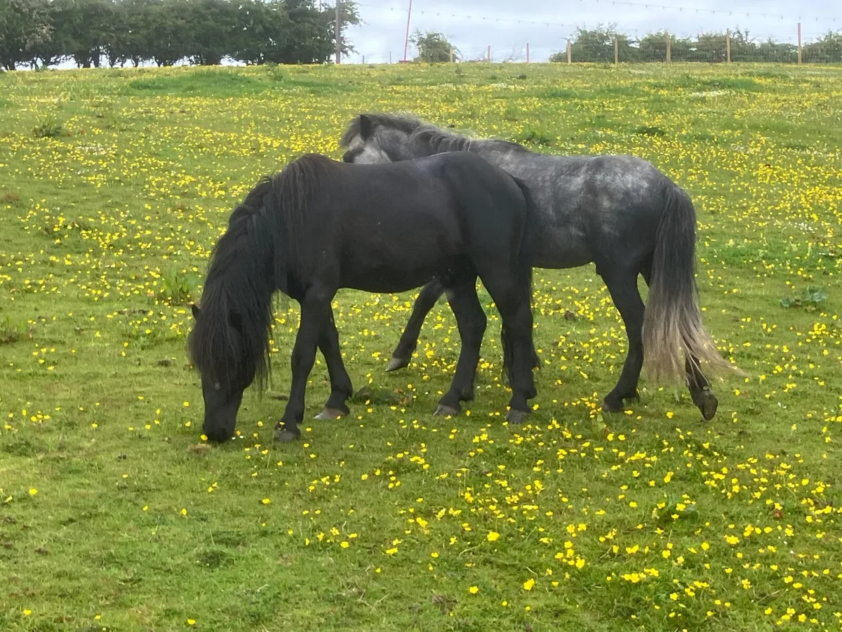 Ponies - Image 2
