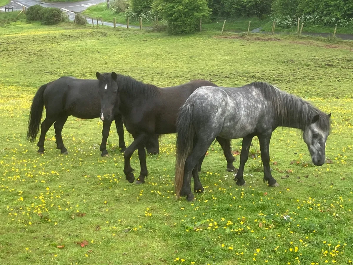 Ponies - Image 4