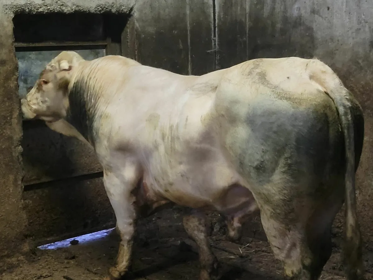 Bull - Image 2