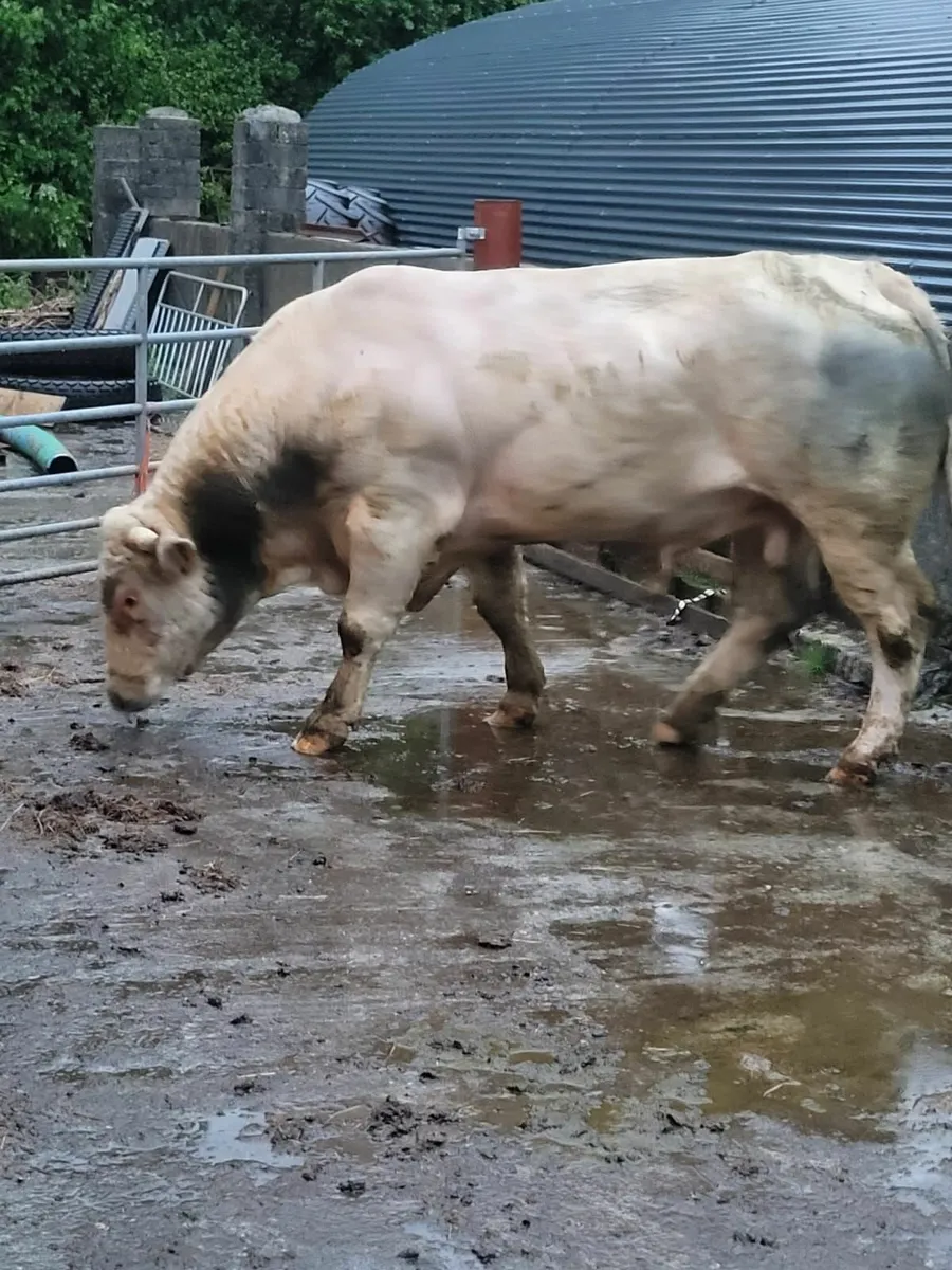Bull - Image 3