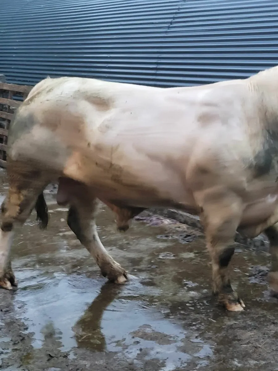 Bull - Image 1