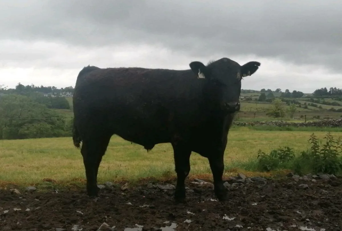 Angus bull - Image 4