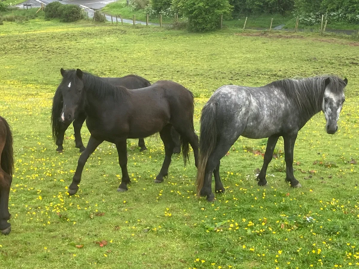 Ponies - Image 2