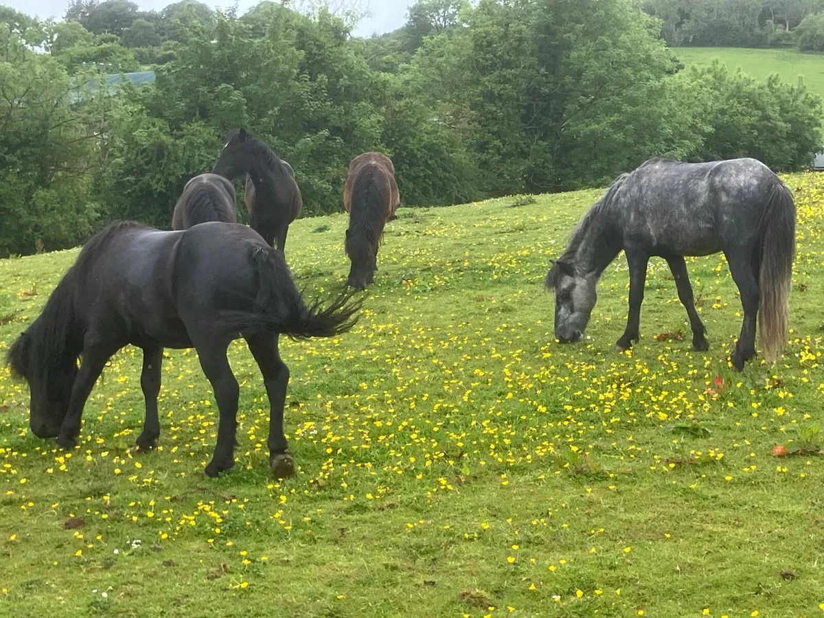 Ponies - Image 3