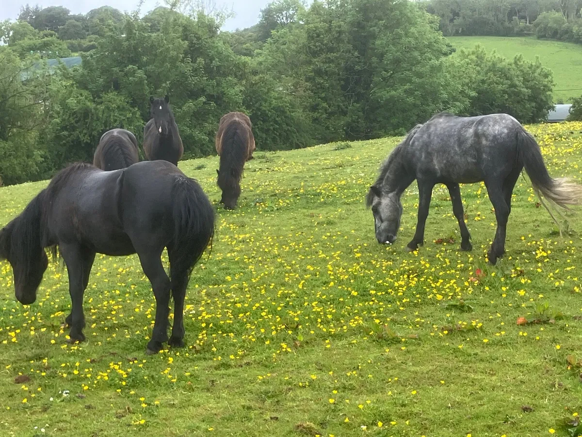 Ponies - Image 4