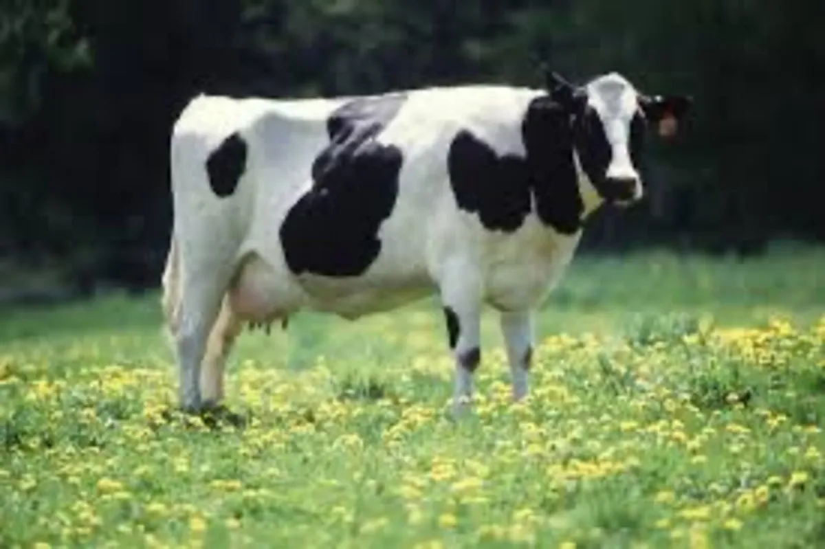 All types of cull cows WANTED