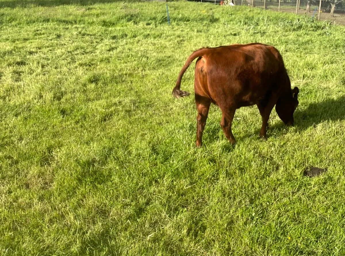PBR Dexter heifers - Image 2