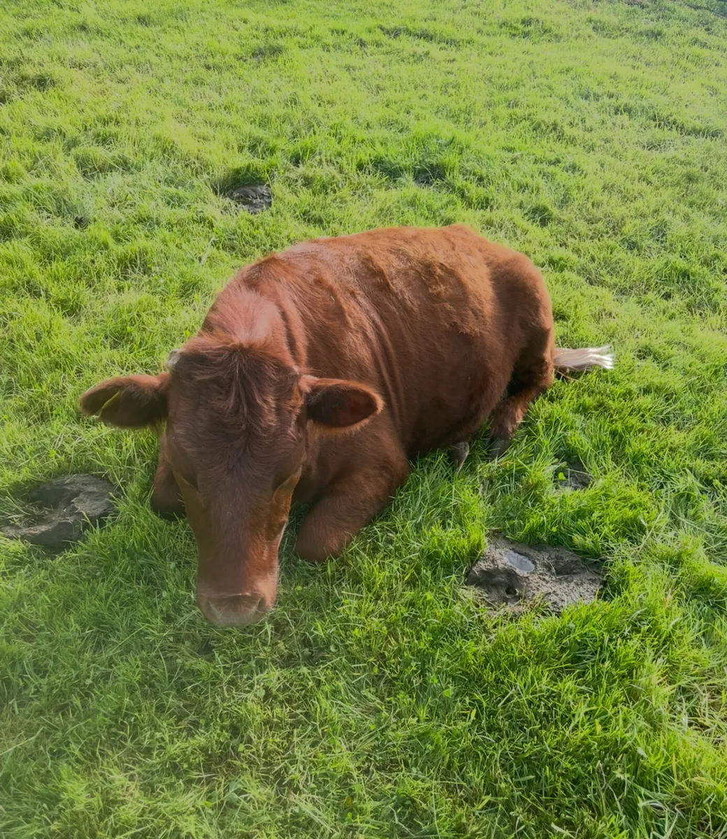 PBR Dexter heifers - Image 3