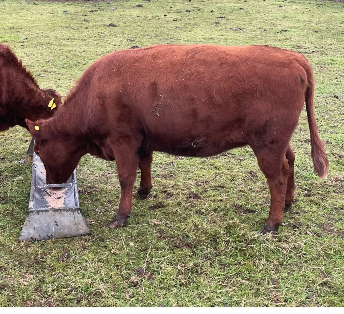 PBR Dexter heifers - Image 4