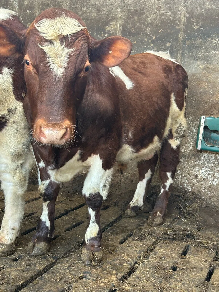 2 Pbr shorthorn bulls - Image 1