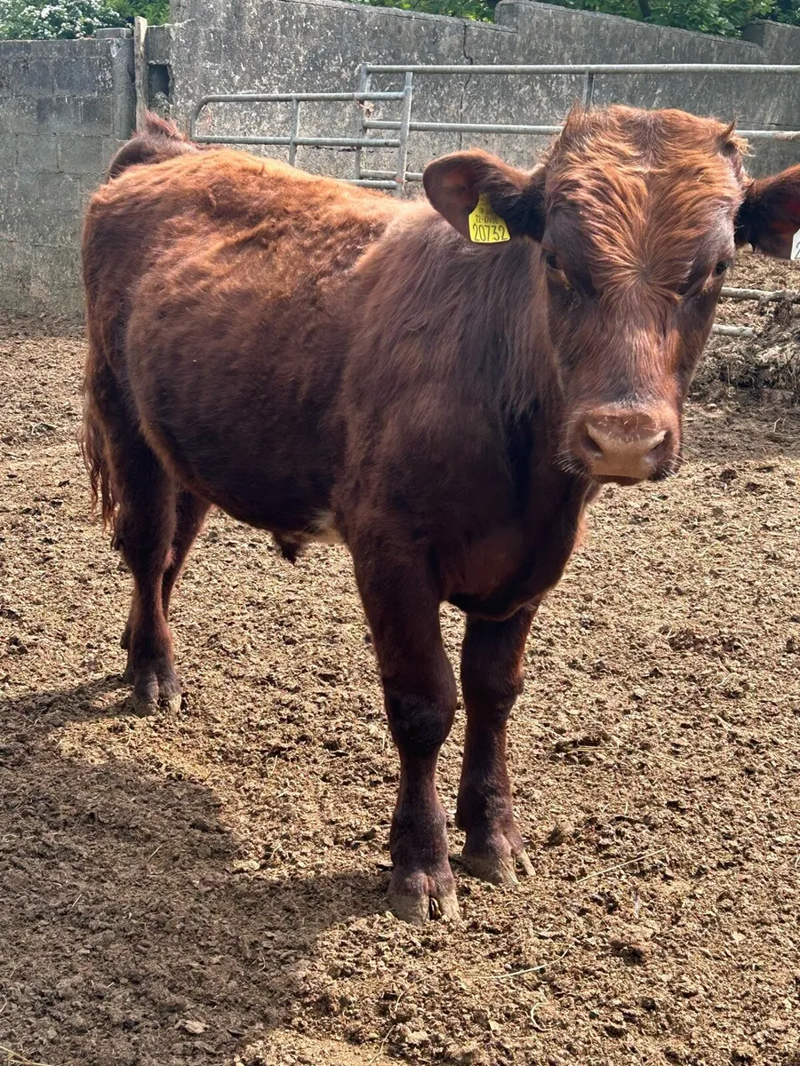 2 Pbr shorthorn bulls - Image 3