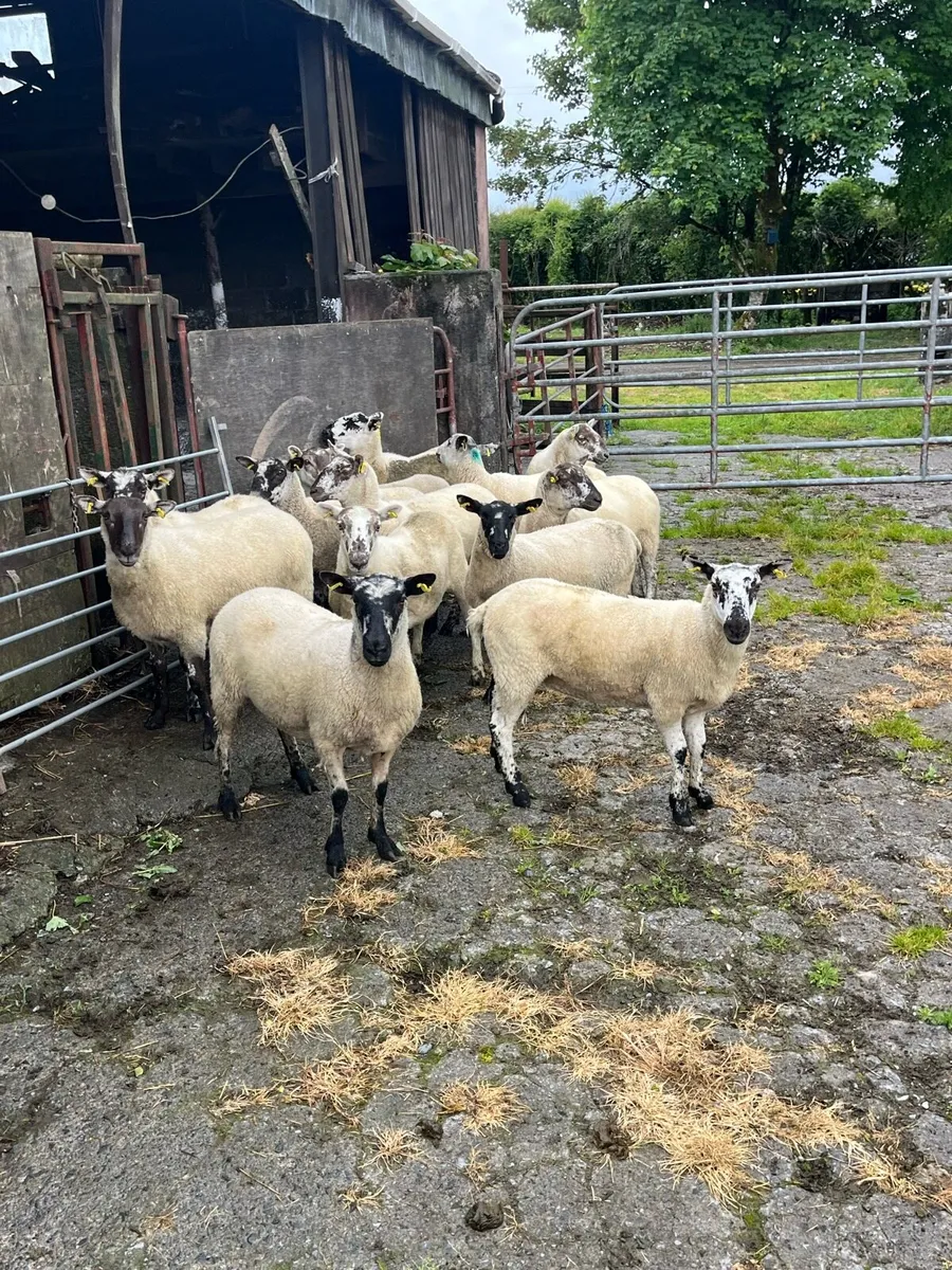 💥14 cracking speckle faced Hoggets 💥 - Image 1
